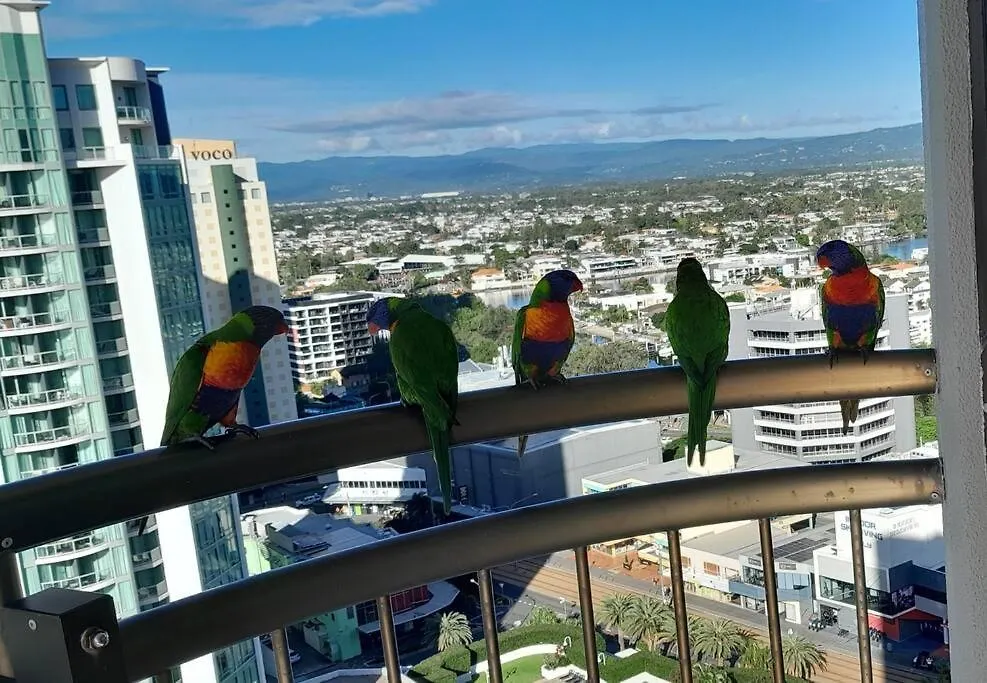 Surfers Paradise Absolute Beachfront With Views, High Level 1Br Apt - Ideal For Couples Or 2 Ppl Travelling Together Χρυσή Ακτή